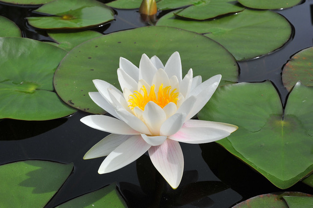 Cranio Praxis Vogel Aarau